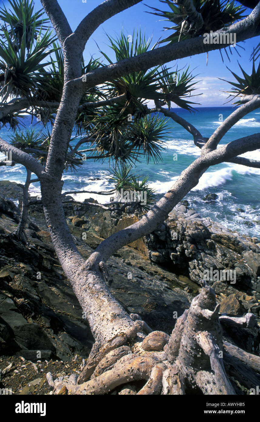 Vite australiane pine Pandanus sp sulla testa di sole Noosa National Park Queensland Australia Foto Stock