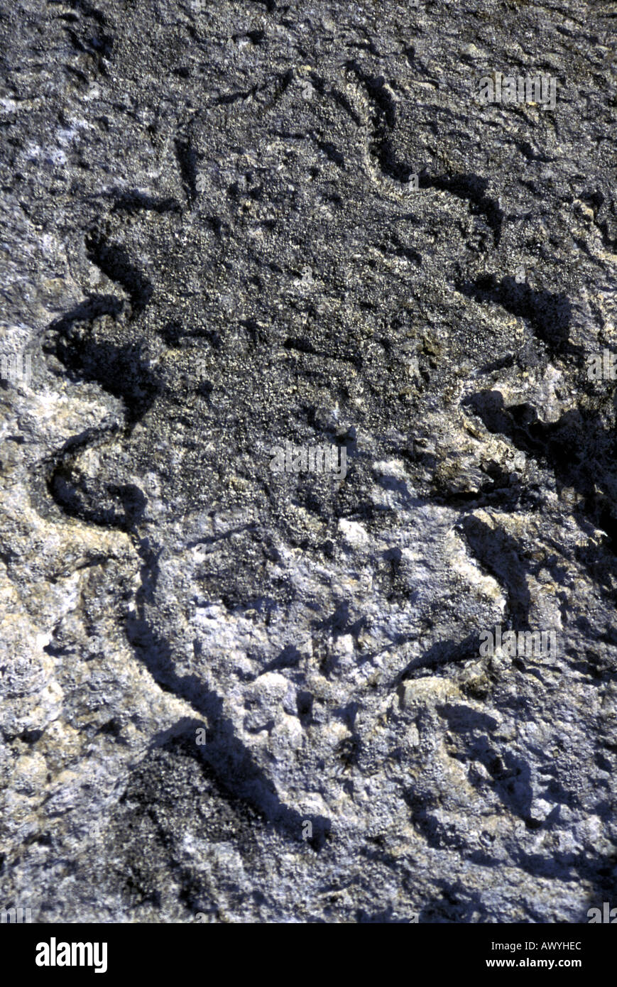 Fossile vongola gigante Tridacna sp isola Hoga Wakatobi. Il Parco Nazionale Marino di Sulawesi - Indonesia Foto Stock