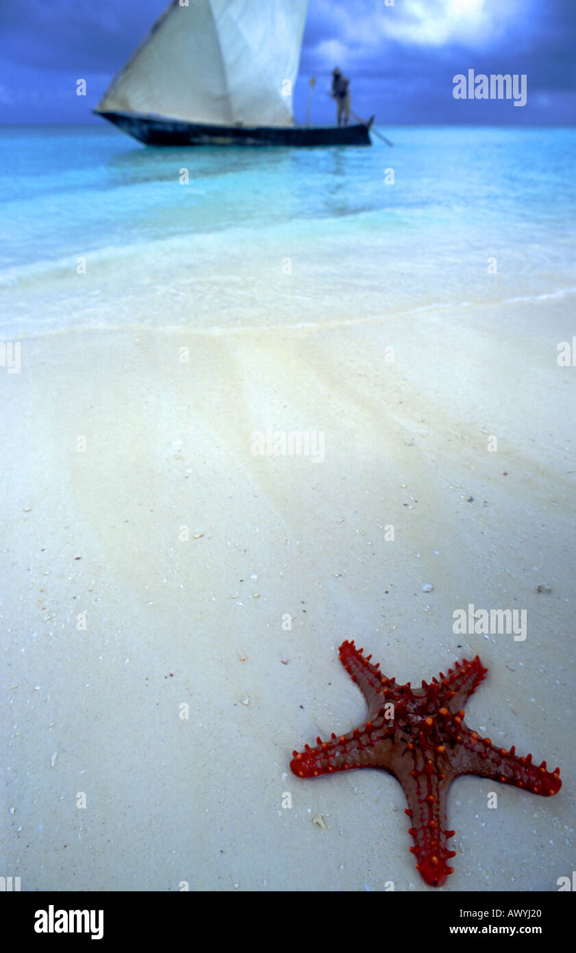 Starfish e passaggio di sambuco, Kendwa, Zanzibar Foto Stock