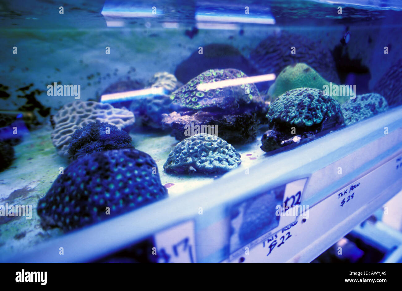 Hermatypic specie di corallo come mussids essendo correttamente propagato artificialmente sotto luce UV in Queensland Australia Foto Stock