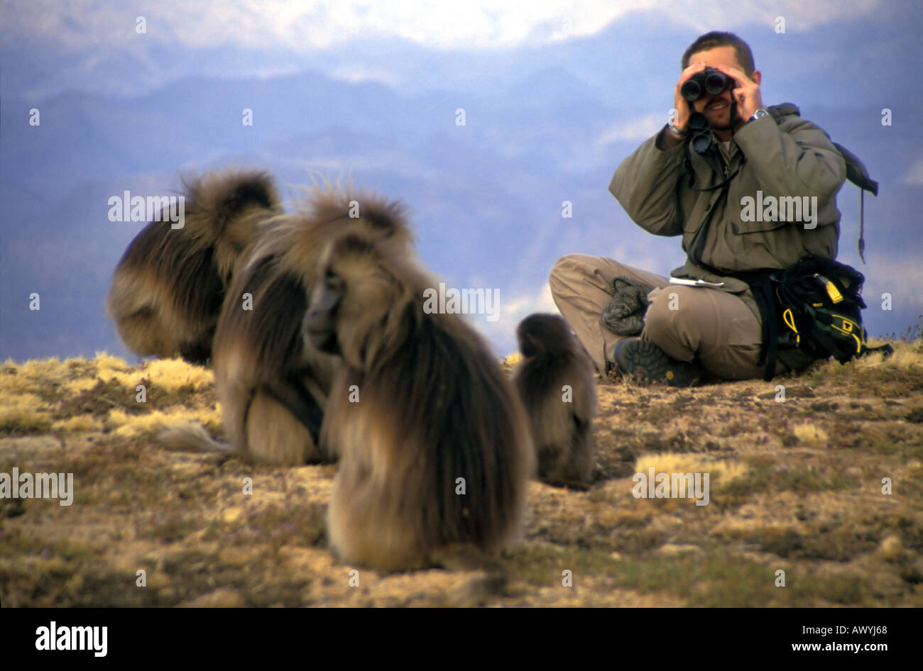 Studi primatologa minacciate babbuino gelada, Etiopia Foto Stock