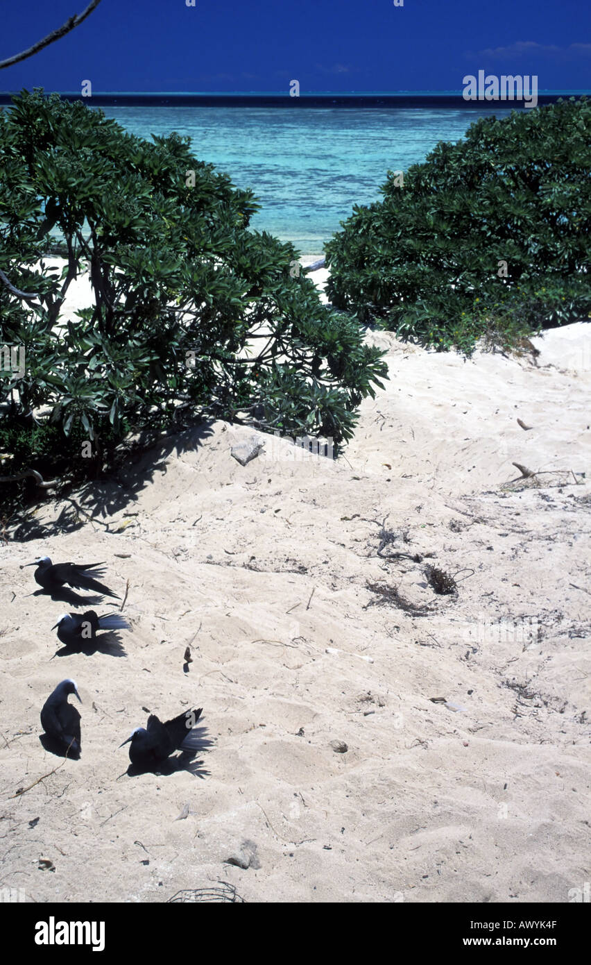 Noddy di sterne Anous minutus crogiolarsi al sole su un Coral Cay Foto Stock