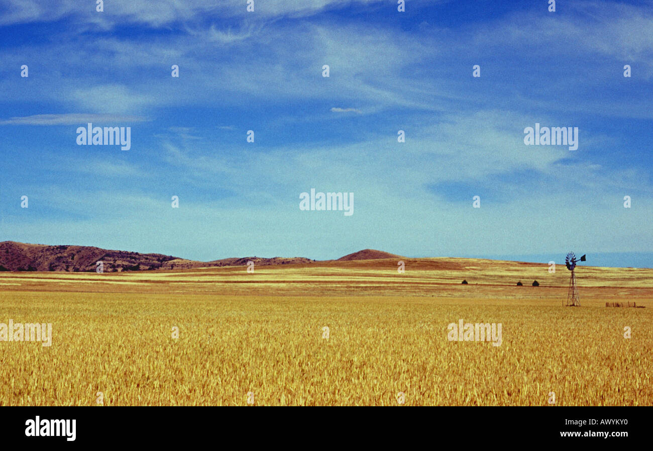 Mulino a vento in un campo di grano, South Australian Outback Foto Stock