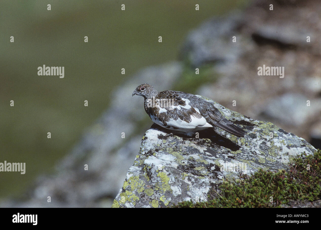 La Ptarmigan Lagopus mutus maschio in estate Foto Stock