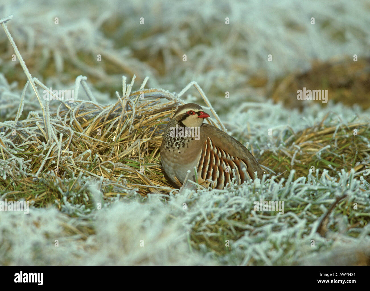 Pernici rosse Alectoris rufa in Frost Foto Stock