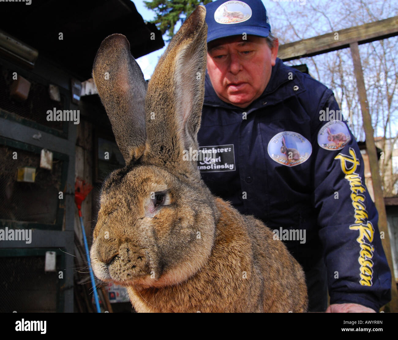 Coniglio tedesco allevatore Karl Szmolinsky con il suo gigantesco coniglio Robert II Foto Stock