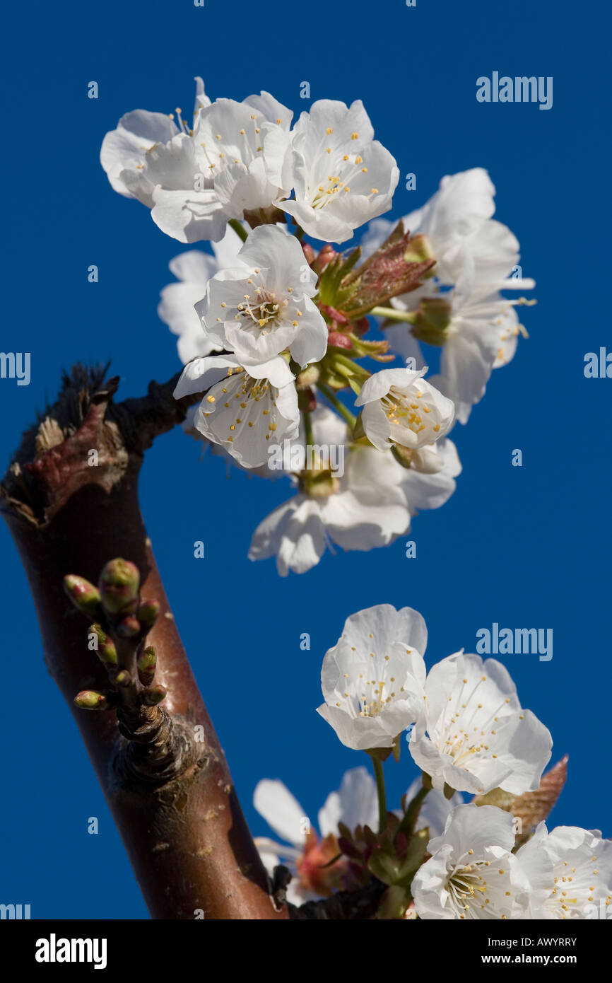 Blossoms riempire un frutteto a Brentwood in California come approcci di primavera del 17 marzo 2008. (Foto di Kevin Bartram) Foto Stock