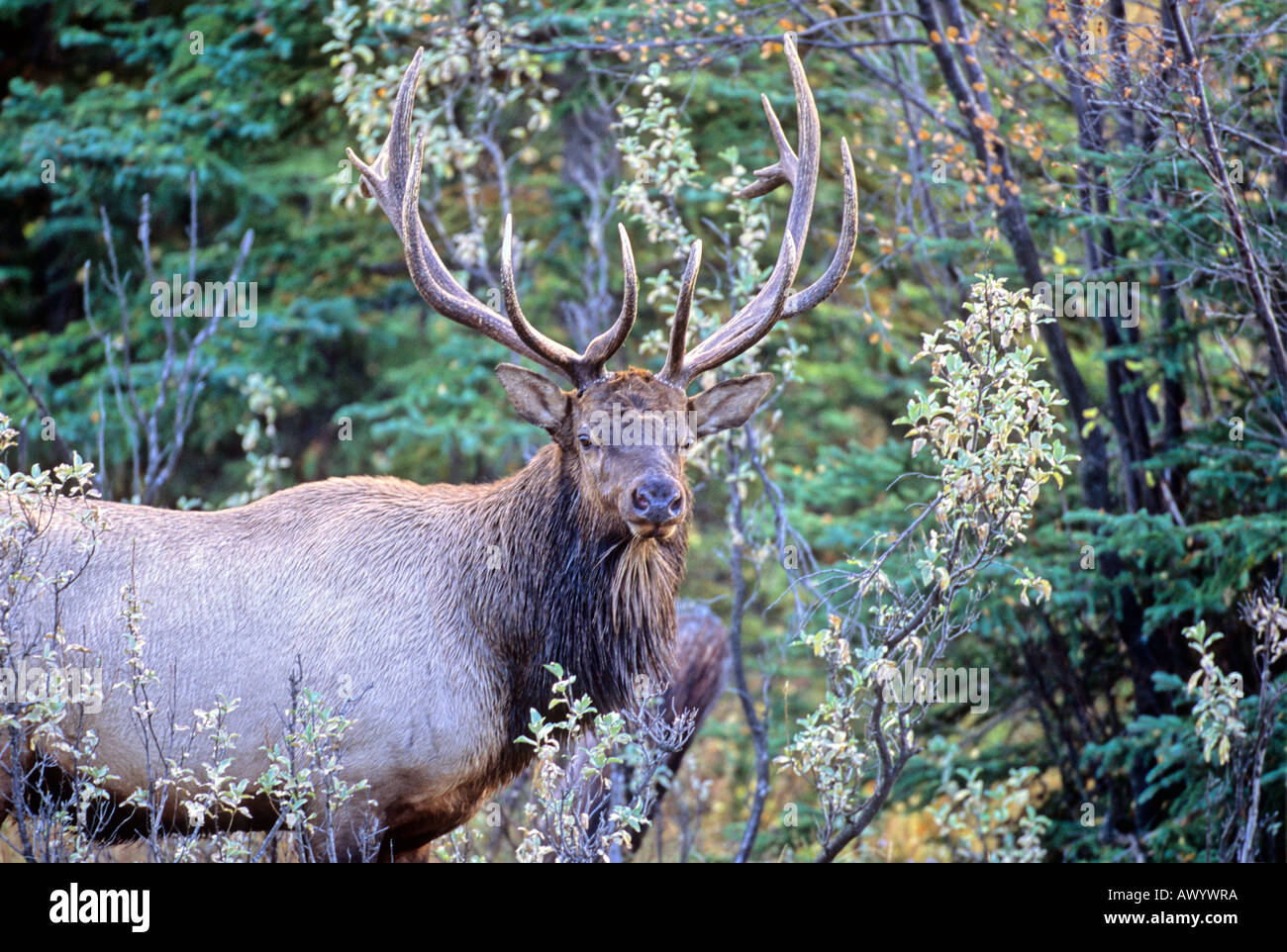 Bull Elk ritratto Foto Stock