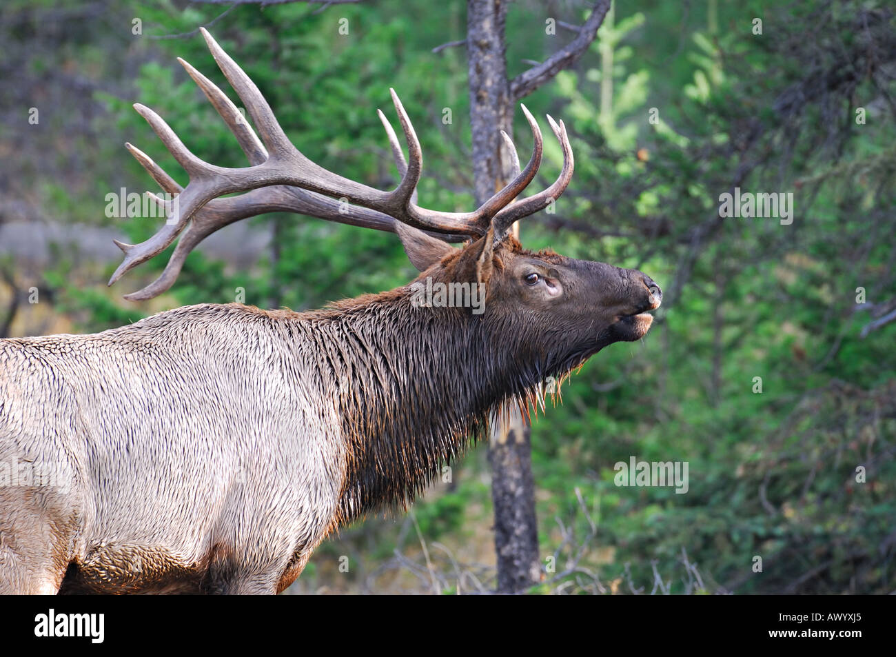Bull Elk chiamando Foto Stock