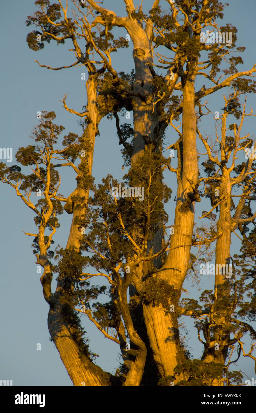 Alerce albero (Fitzroya cupressoides) antico albero al tramonto, Alerce Andino Parco Nazionale del Cile Foto Stock