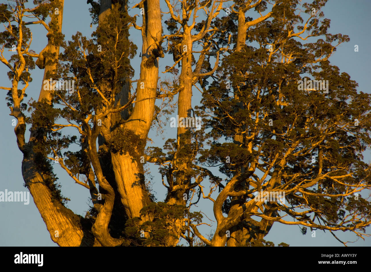 Alerce albero (Fitzroya cupressoides) antico albero al tramonto, Alerce Andino Parco Nazionale del Cile Foto Stock