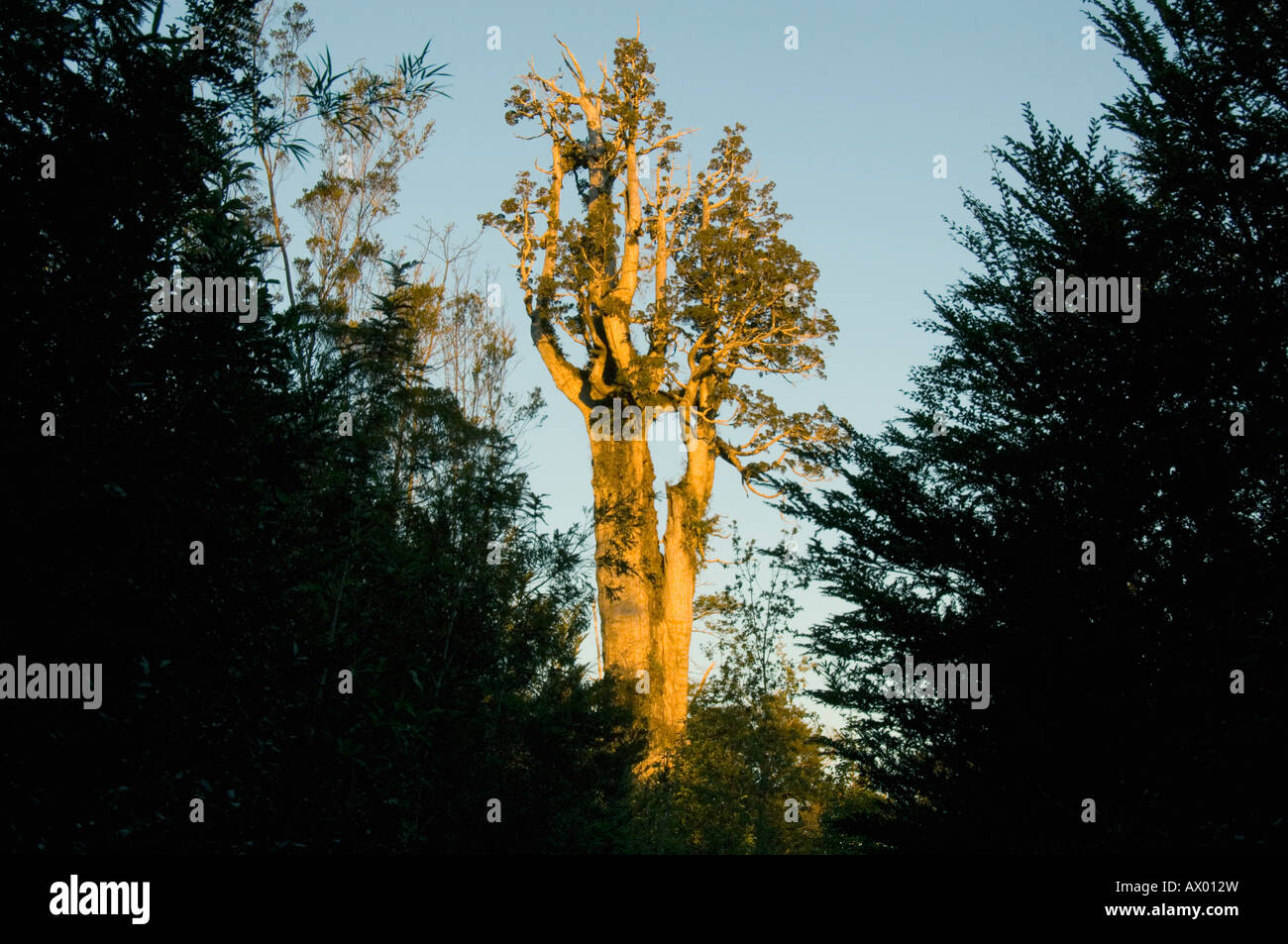 Alerce albero (Fitzroya cupressoides) antico albero al tramonto, Alerce Andino Parco Nazionale del Cile Foto Stock