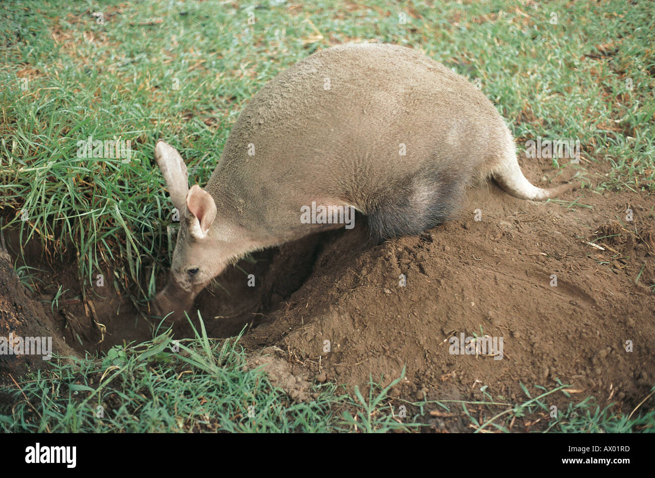 Aardvark o Ant bear di scavare un buco per cercare le termiti in Kenya Africa orientale Foto Stock