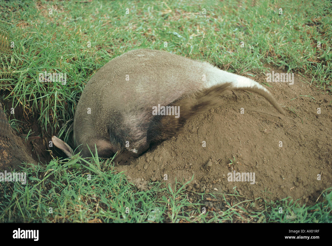 Aardvark o Ant bear di scavare un buco per cercare le termiti in Kenya Foto Stock