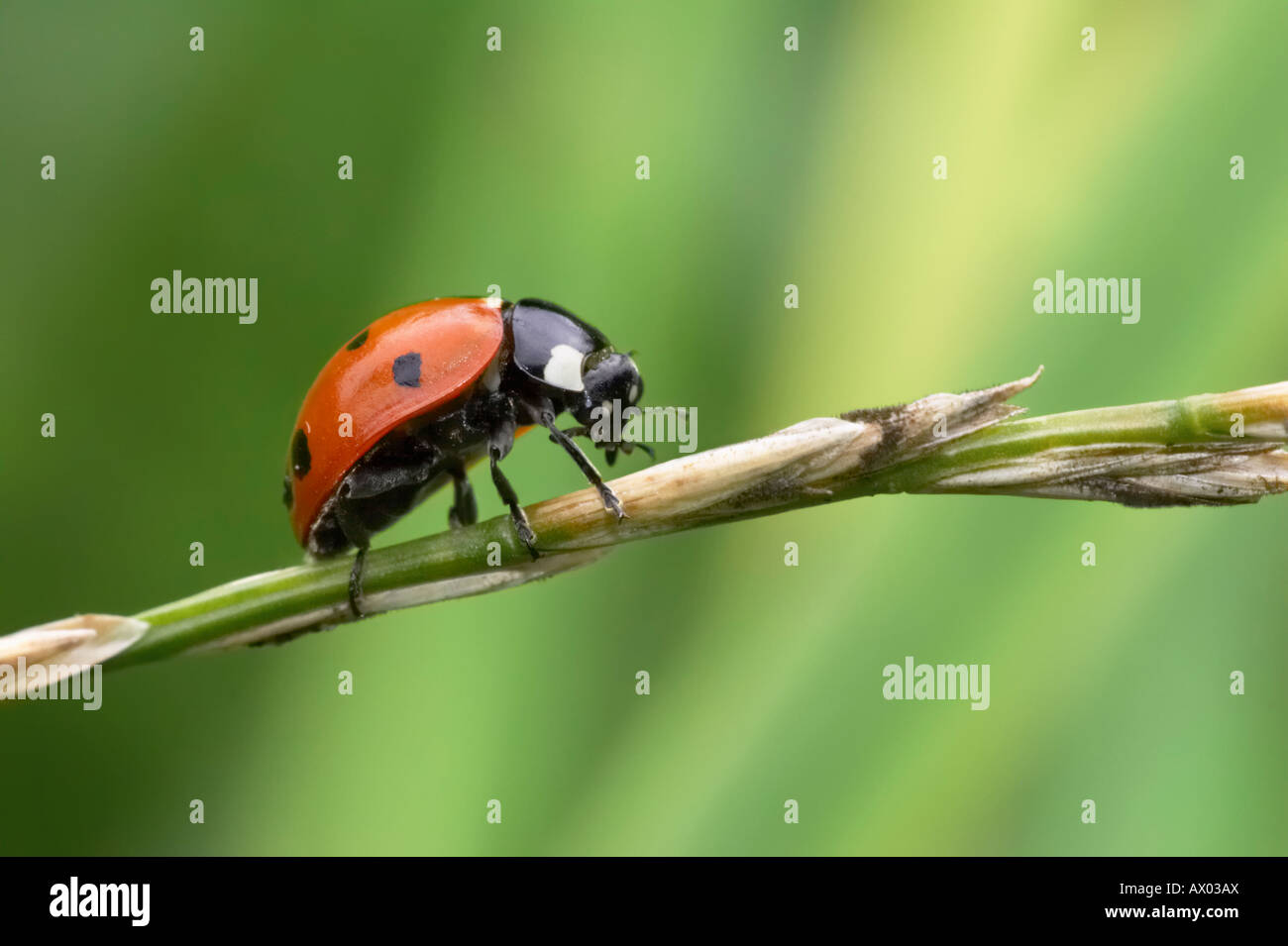 Un sette-spot ladybird ( Coccinella septempunctata ) su un gambo di erba. North Yorkshire, Regno Unito Foto Stock