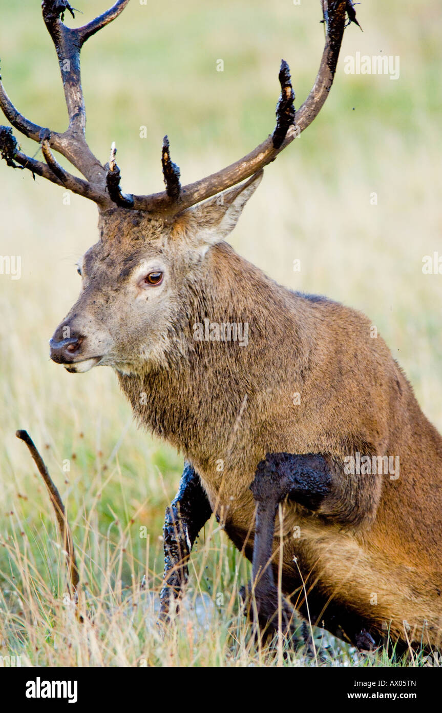 Red Deer stag, Cervus elaphus, in un fango sguazzi durante la stagione di solchi Foto Stock