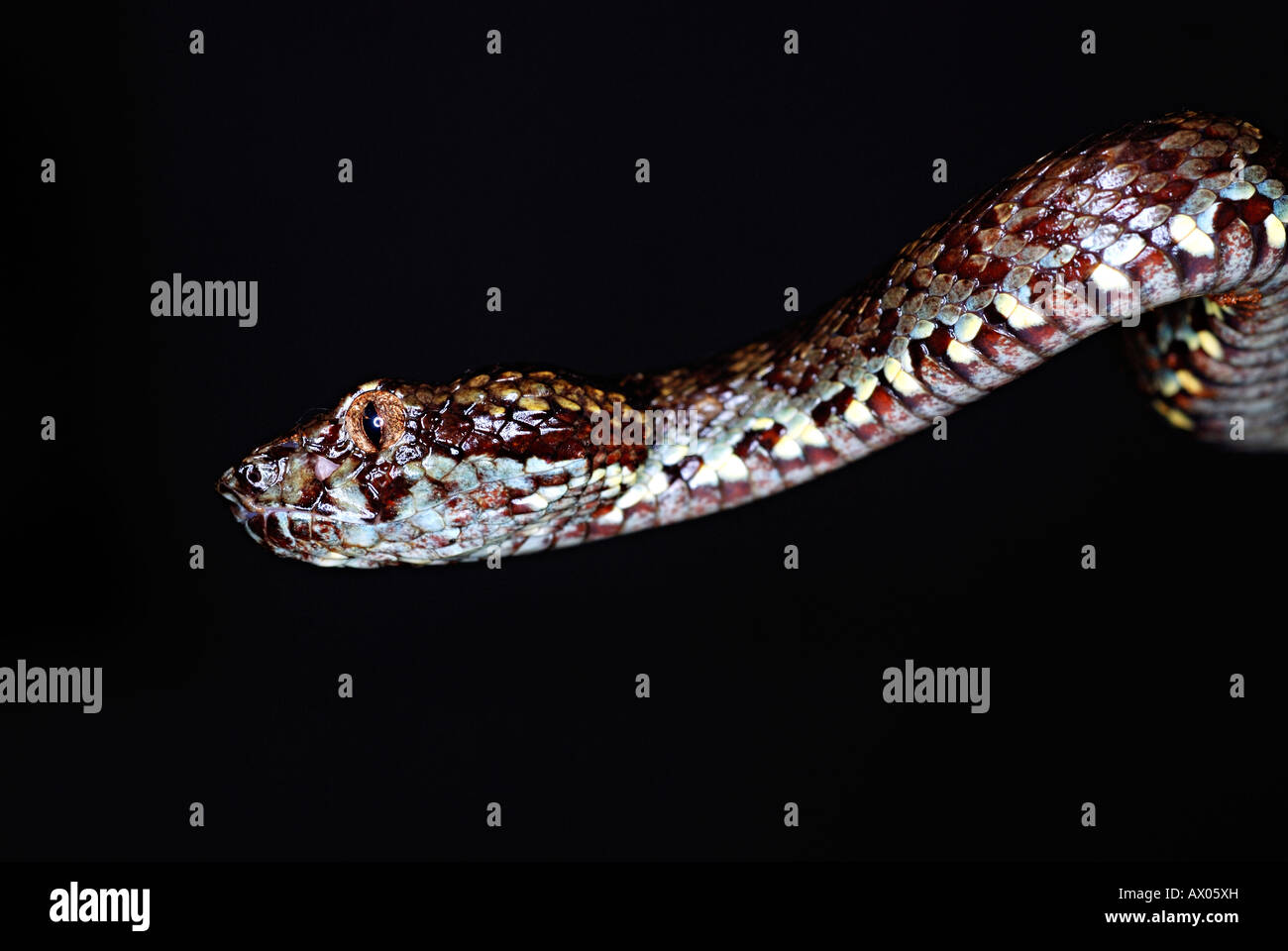 Il Malabar Rattlesnakes (Trimeresums malbaricus) è endemico della i Ghati Occidentali, Amboli, Maharashtra, India Foto Stock