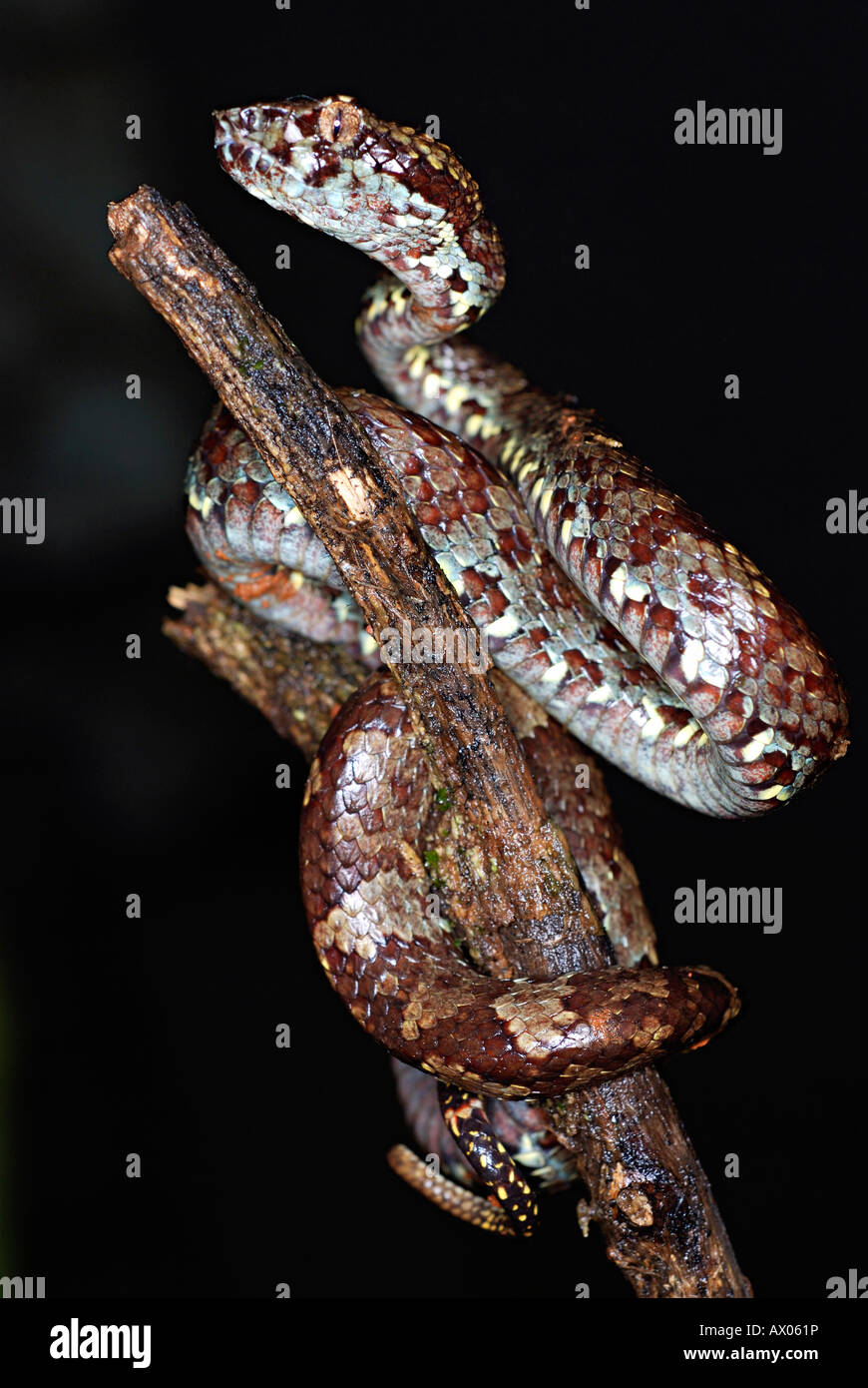 Il Malabar Rattlesnakes (Trimeresums malbaricus) è endemico della i Ghati Occidentali, Amboli, Maharashtra, India Foto Stock