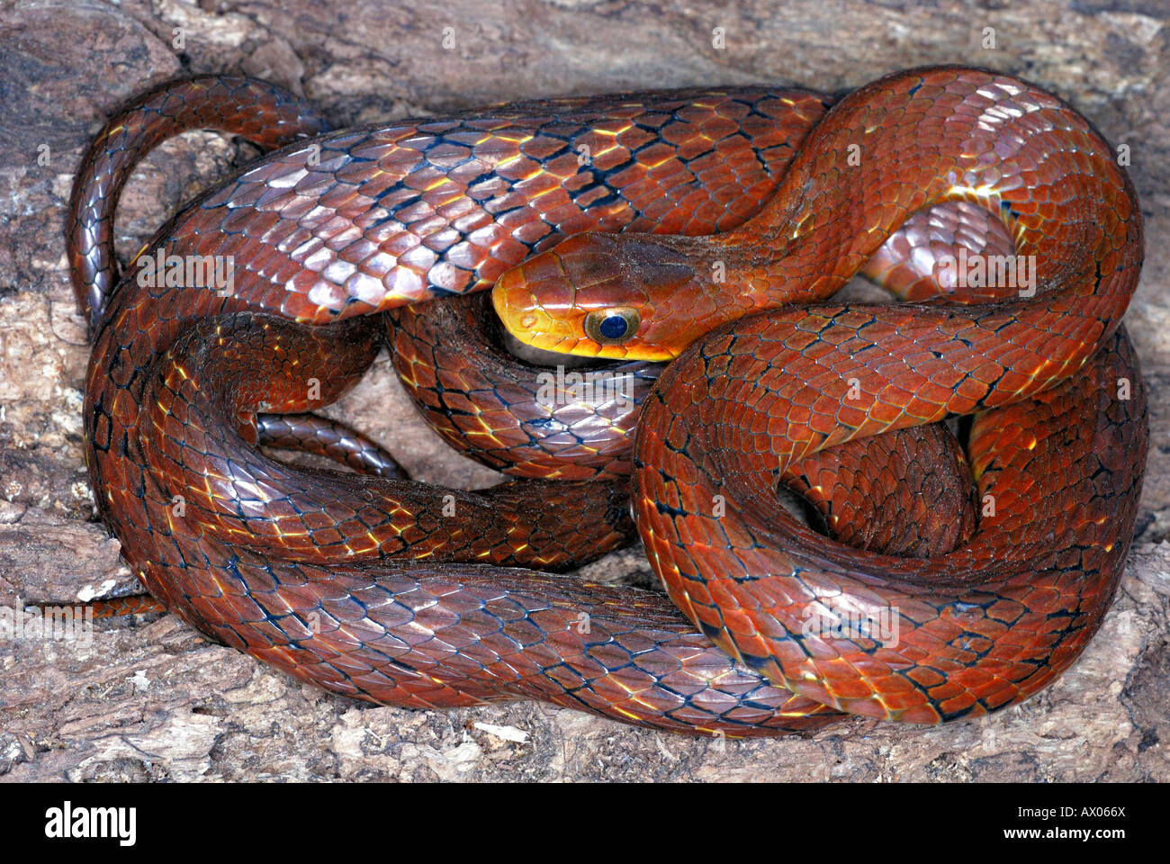 Falso cobra di acqua . Hydrodynastes gigas. Un colubrid serpente che possono imitare di elapid cobra molto bene, Arunachal Pradesh in India. Foto Stock