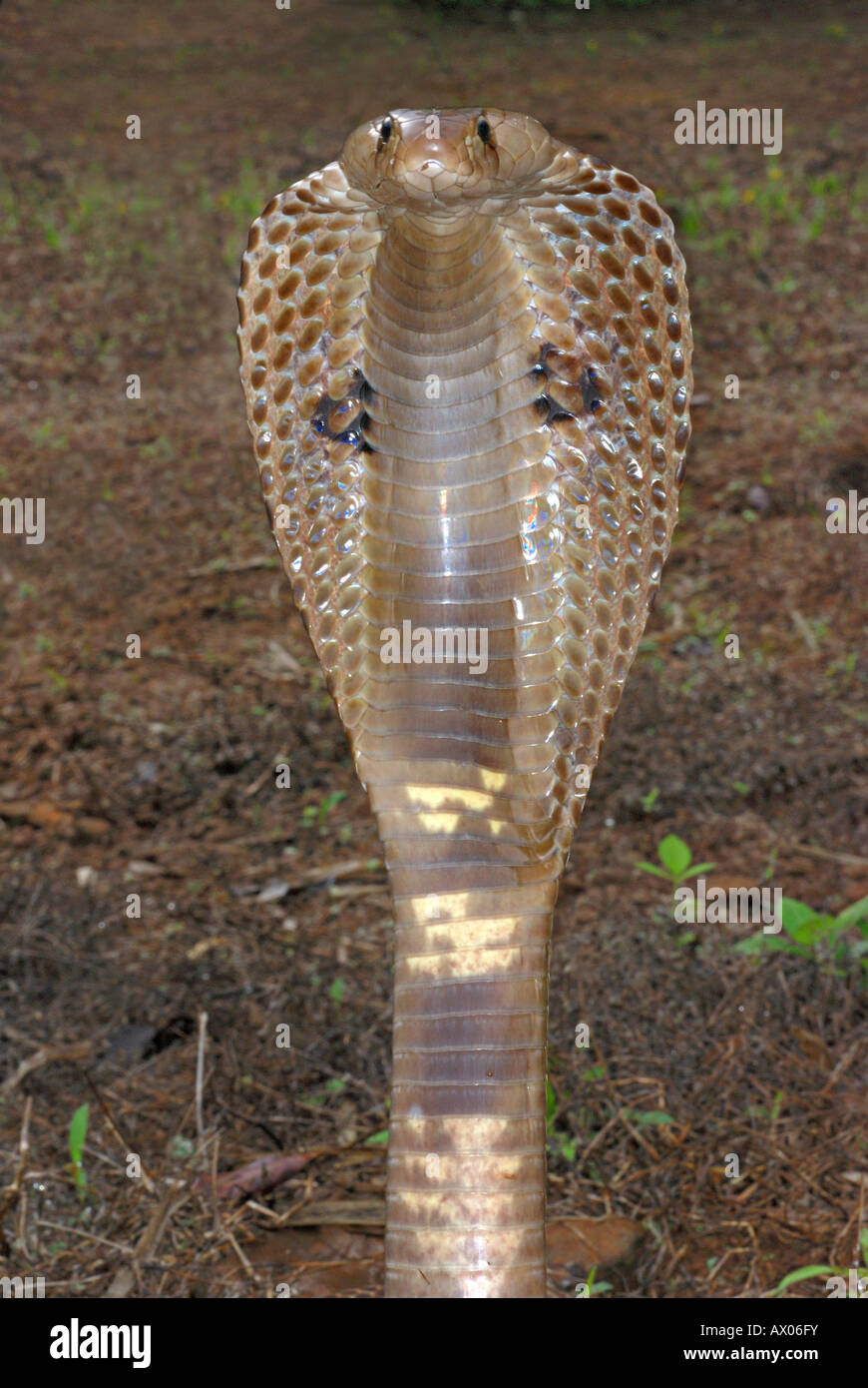 SPECTACLED COBRA. Naja naja. Velenosa, comune. genere di elapid velenosi serpenti. Foto Stock