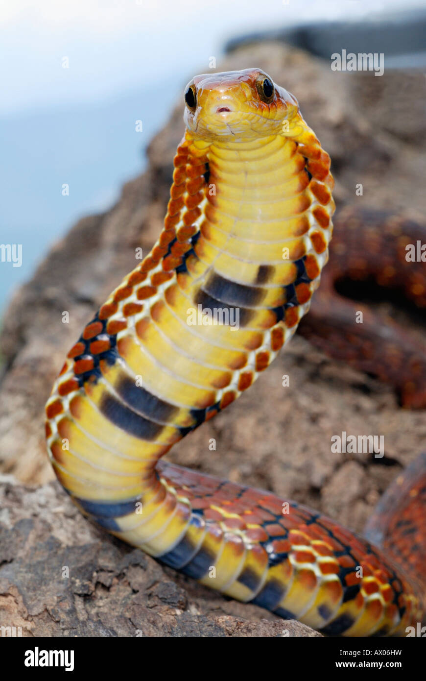 Grande-eyed Falso cobra. Pseudoxenodon macrops. Un abile mimic del vero cobra visualizzando un simile cofano e molti colori Foto Stock