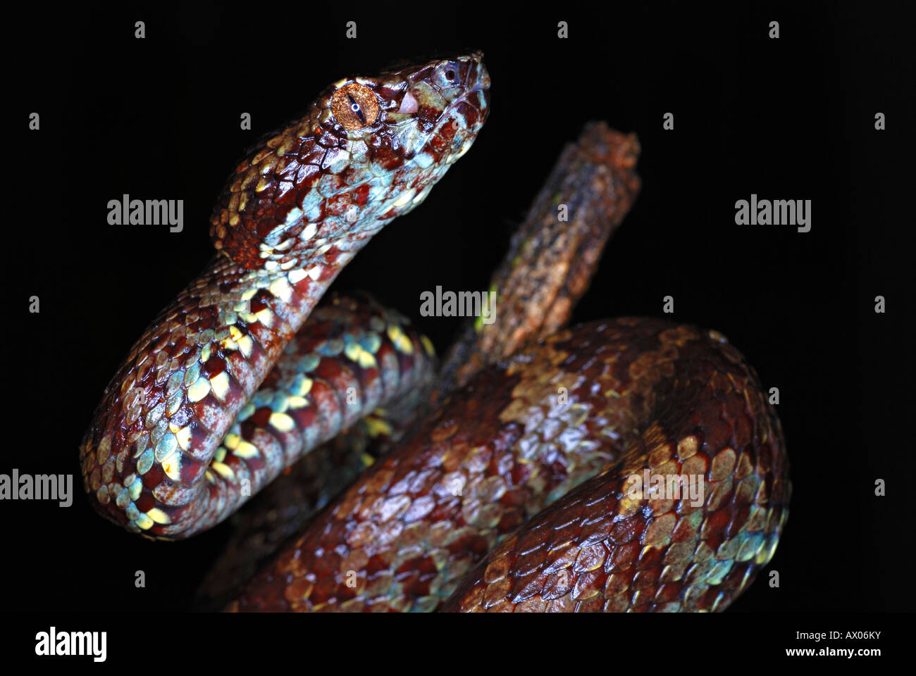 Il Malabar Rattlesnakes (Trimeresums malbaricus) velenosa endemica del i Ghati Occidentali, Amboli, Maharashtra, India Foto Stock