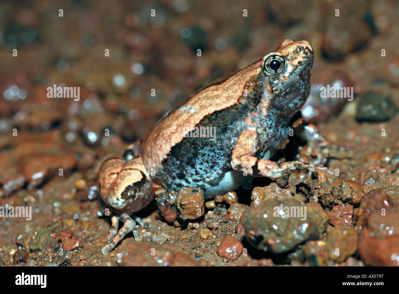 Gli ornati a stretta imboccatura (Rana Microhyla ornata) è una specie di rana microhylid trovati in Asia del Sud Foto Stock