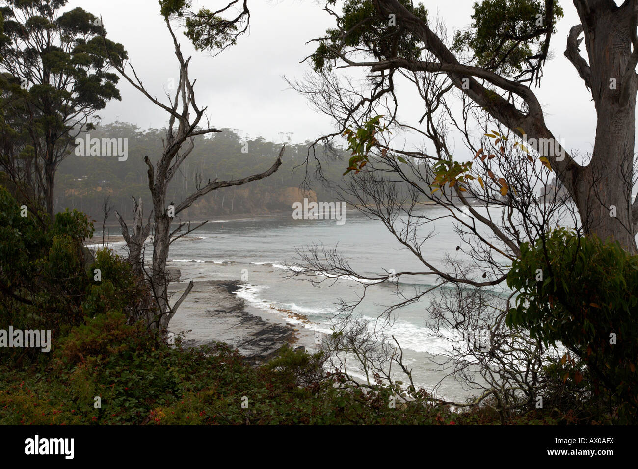 Una vista del litorale e nebbioso del collo Eaglehawk Tasmania Australia. Foto Stock