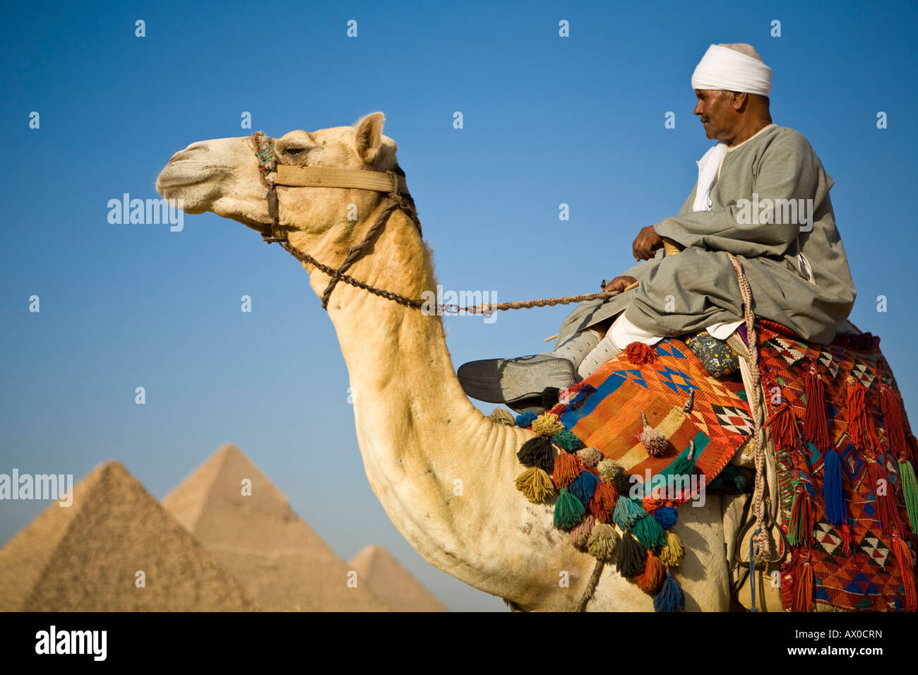 Camel & driver presso le Piramidi di Giza, il Cairo, Egitto Foto Stock