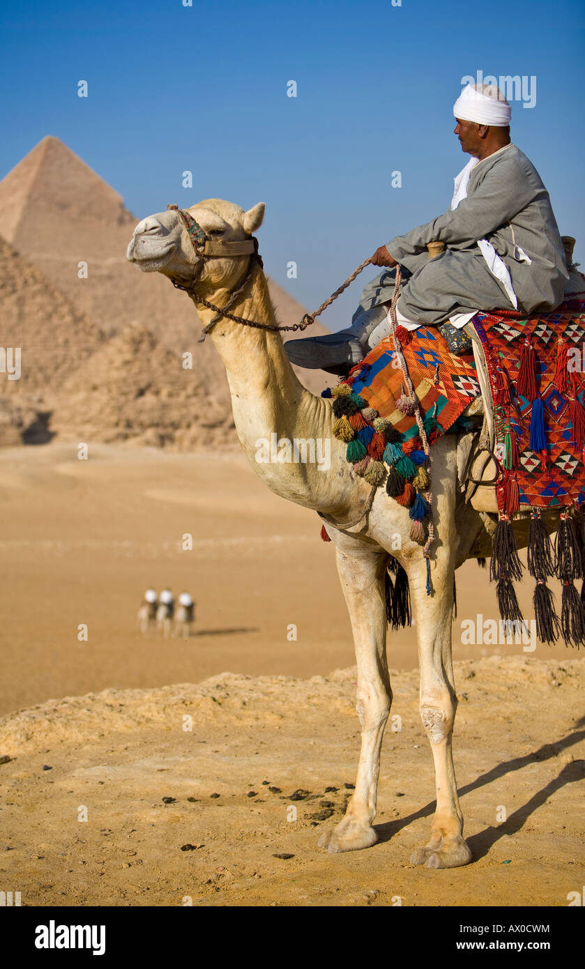 Camel & driver presso le Piramidi di Giza, il Cairo, Egitto Foto Stock