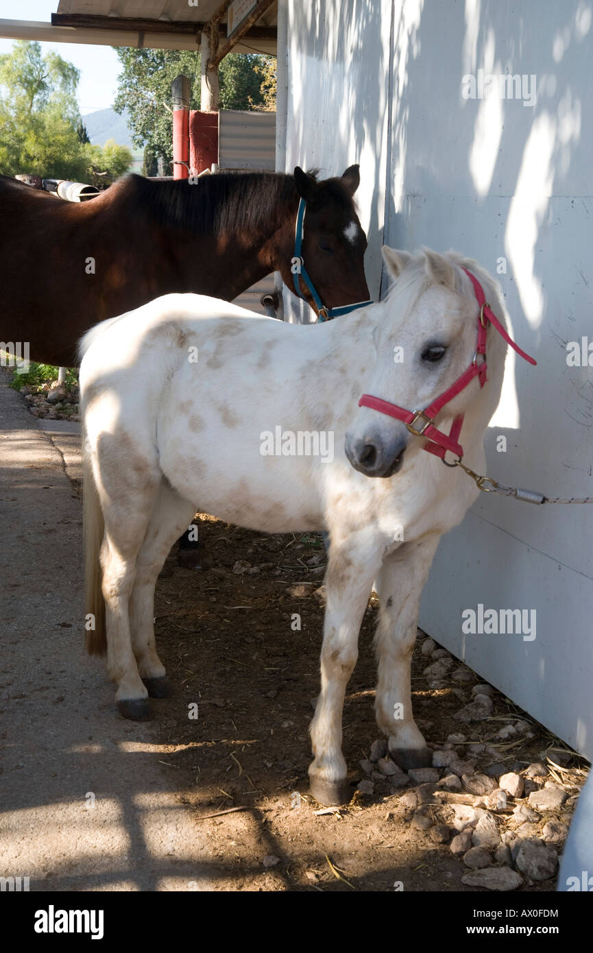 Pony bianco con red briglia legata a una parete Foto Stock