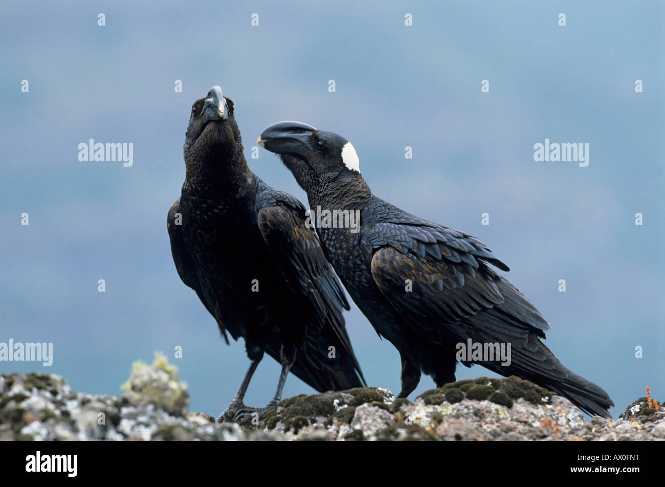 Coppia di Thick-fatturati Corvo Imperiale (Corvus crasssirostris), Semien Mountain Natinal Park, etiope Foto Stock