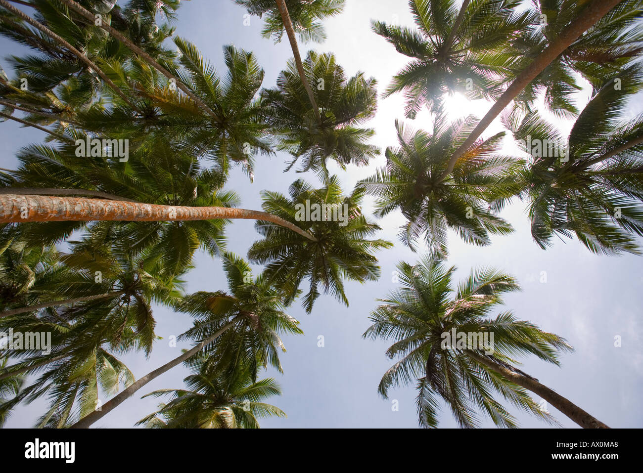 Palm tree Induruwa Sri Lanka Foto Stock