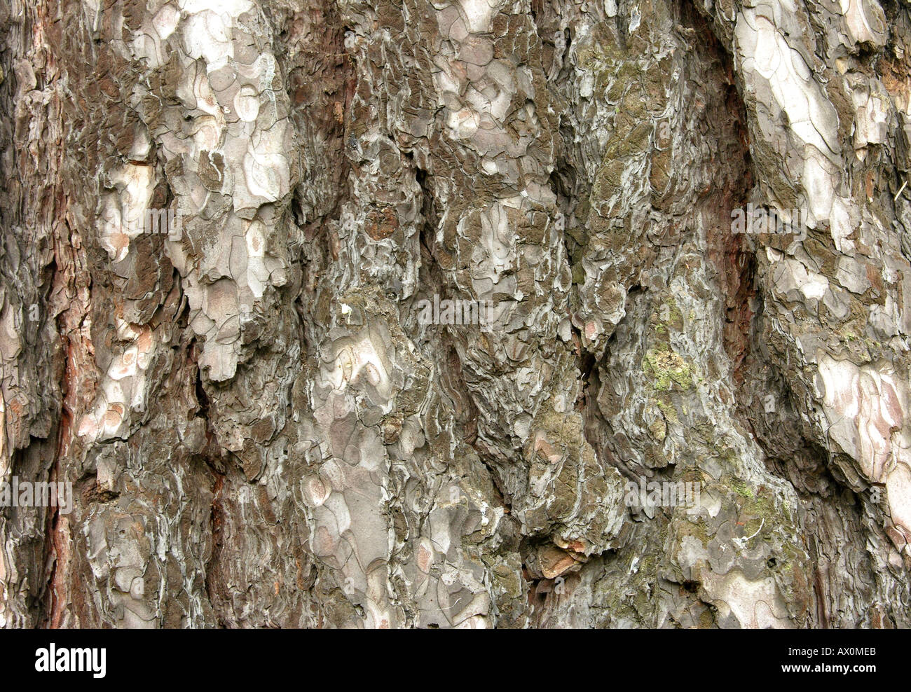 Vecchio pino nero di corteccia di albero Pinus nigra Foto Stock