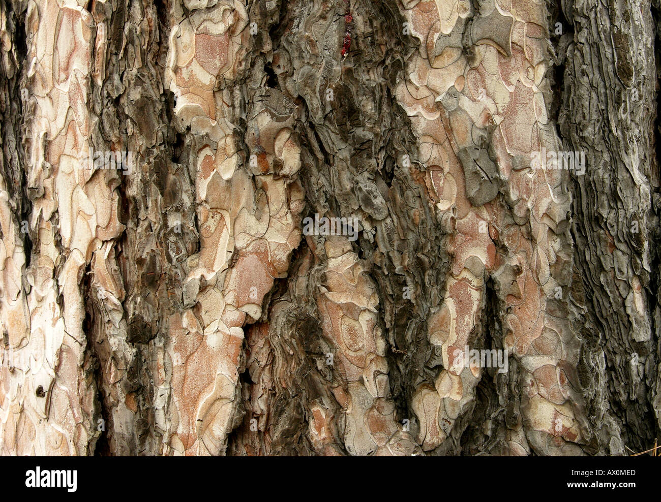 Vecchio pino dei balcani di corteccia di albero Pinus peuce Foto Stock