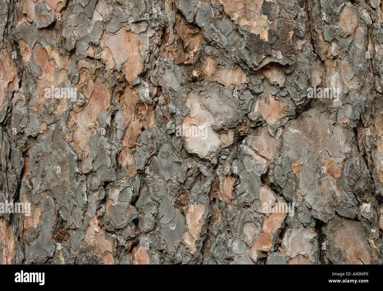 Il vecchio pino bianco di corteccia di albero Pinus strobus Foto Stock