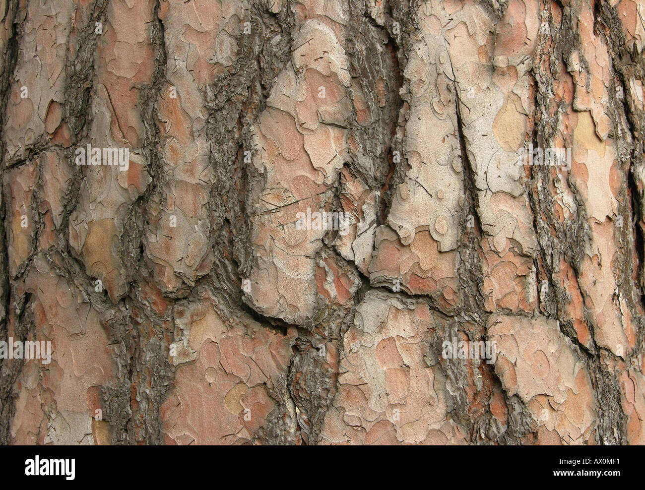 Pino antico di corteccia di albero Pinus sylvestris Foto Stock