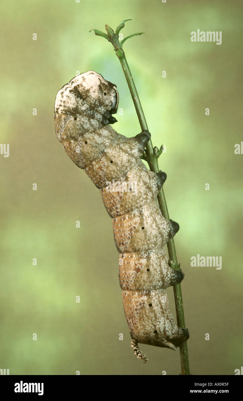 Decessi-testa hawkmoth (Acherontia atropo), Caterpillar, marrone singoli. Foto Stock