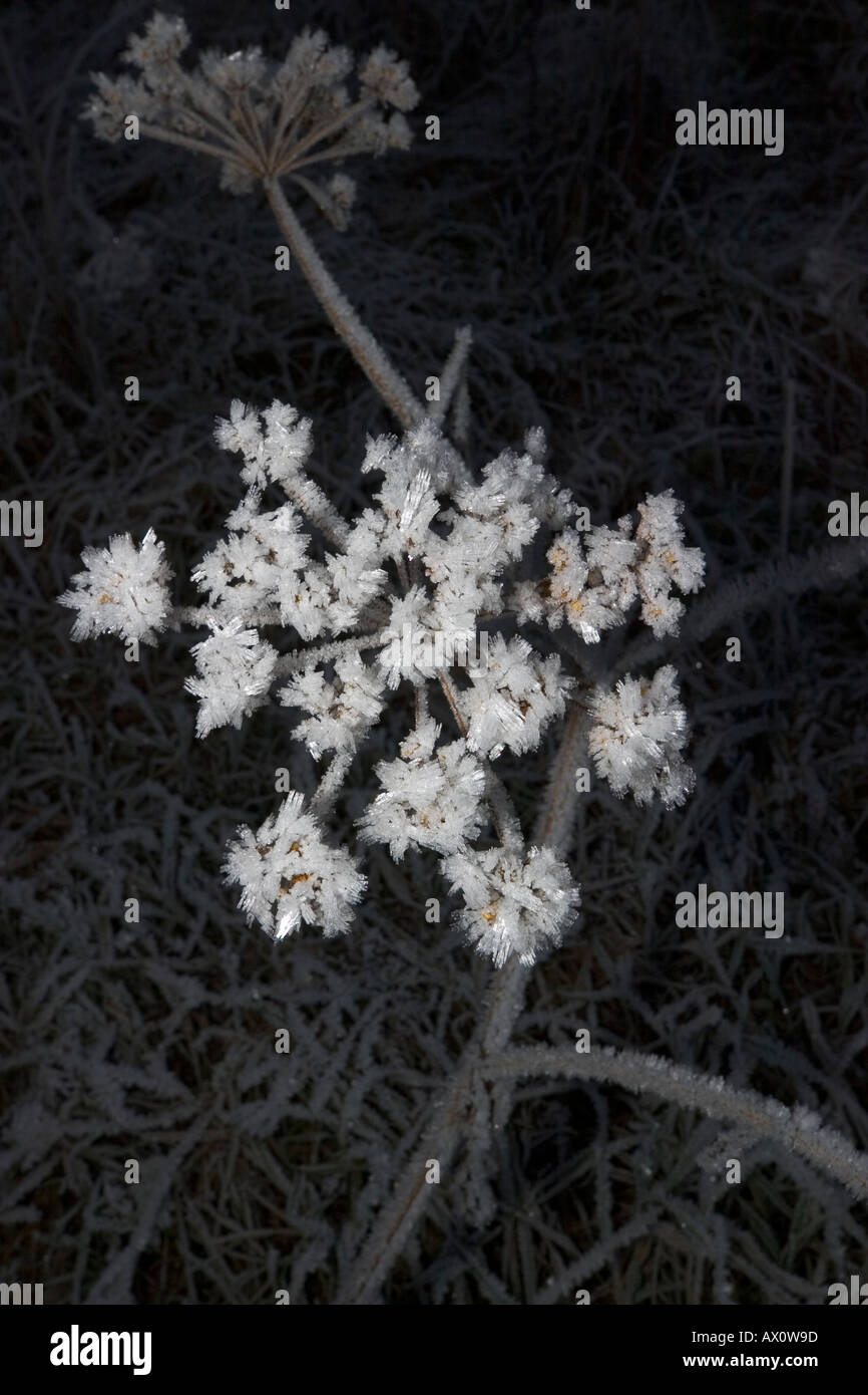 Colori e forma del ghiaccio invernale Fiore secco Foto Stock