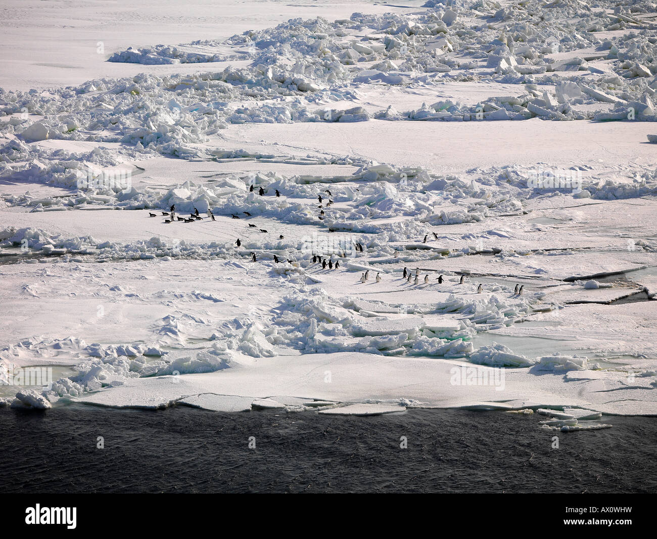 I Pinguini Adélie (Pygoscelis adeliae) camminando sul mare di ghiaccio al largo della costa della isola di Franklin, Antartide Foto Stock