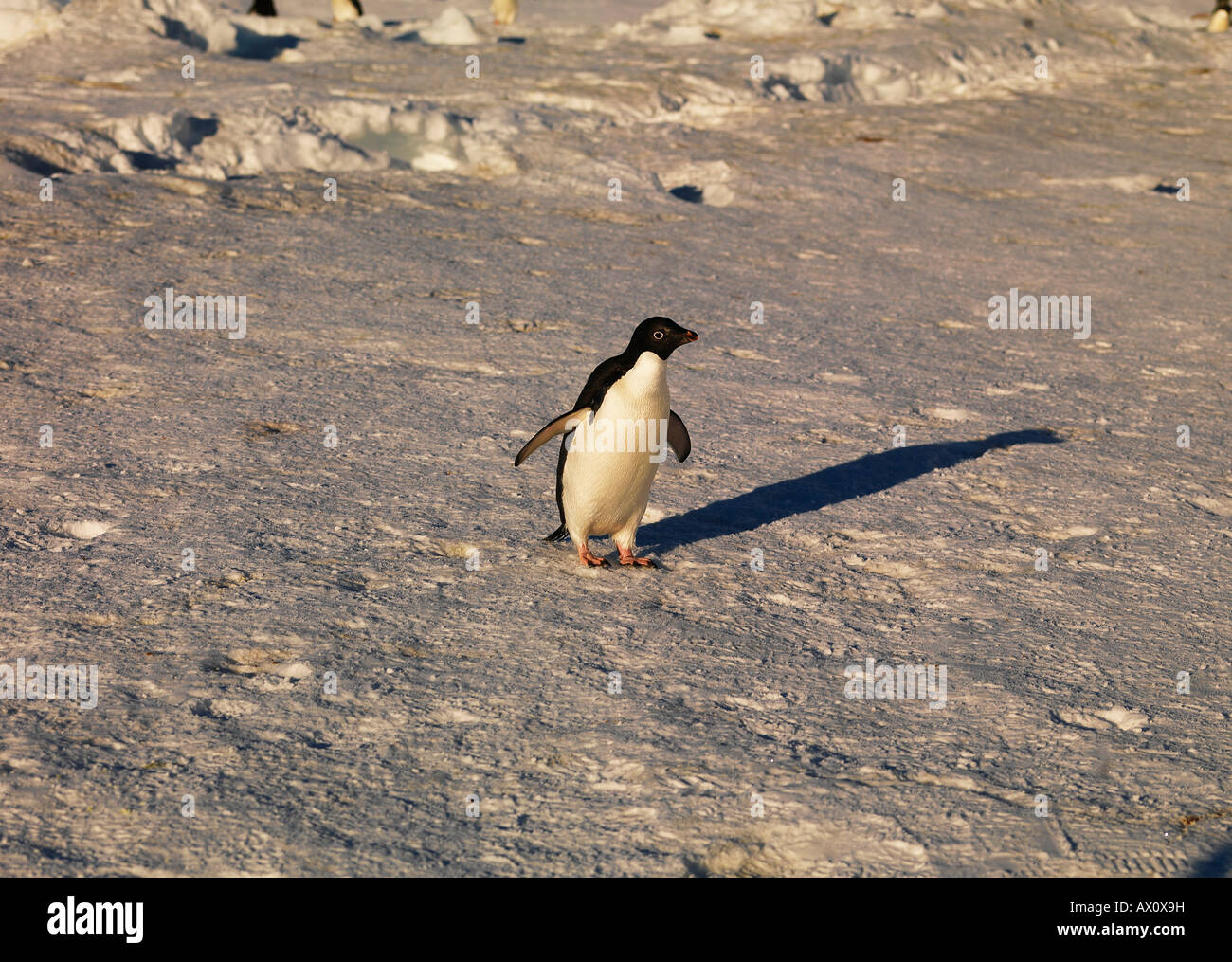 Adélie Penguin (Pygoscelis adeliae), Franklin Isola, Antartide Foto Stock