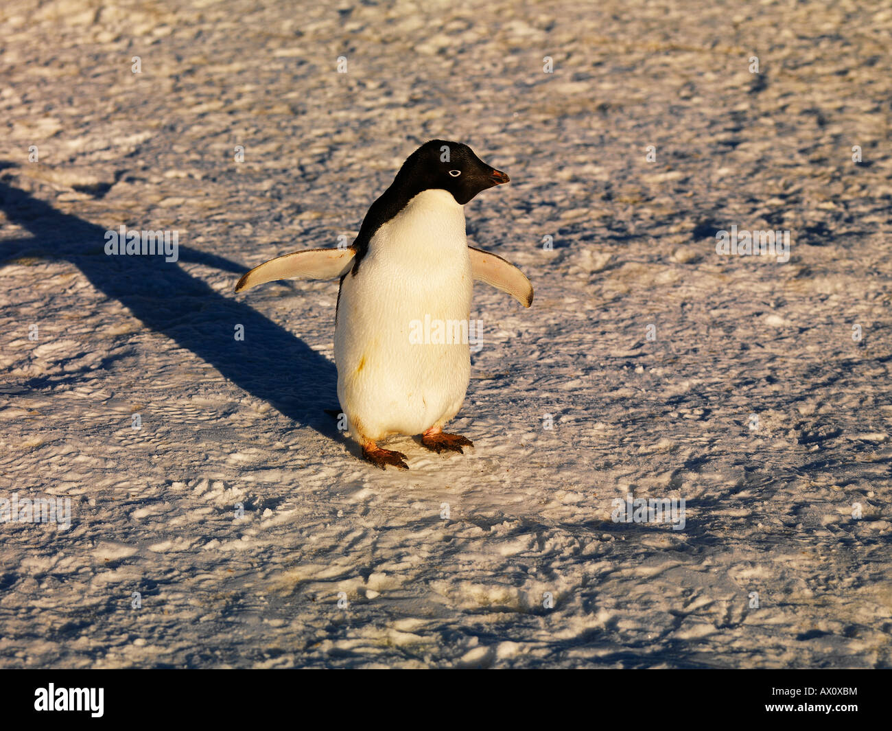 Adélie Penguin (Pygoscelis adeliae), Franklin Isola, Antartide Foto Stock