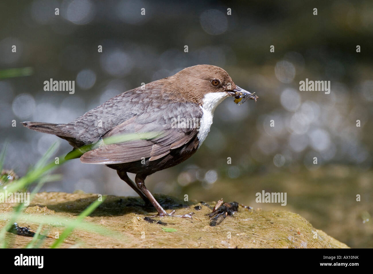 Bianco-throated o bilanciere europea (Cinclus cinclus) in piedi su una roccia accanto a un flusso con il cibo nel suo becco, Nohn, Vulkaneife Foto Stock