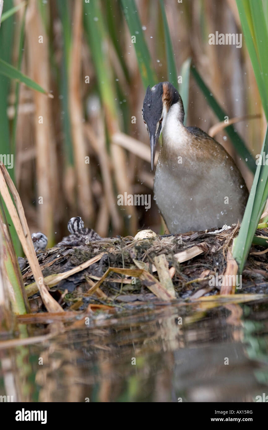 Svasso maggiore (Podiceps cristatus) in piedi sul nido, con tre neonati e un uovo non tratteggiata visibile, Vulkaneifel, Ge Foto Stock