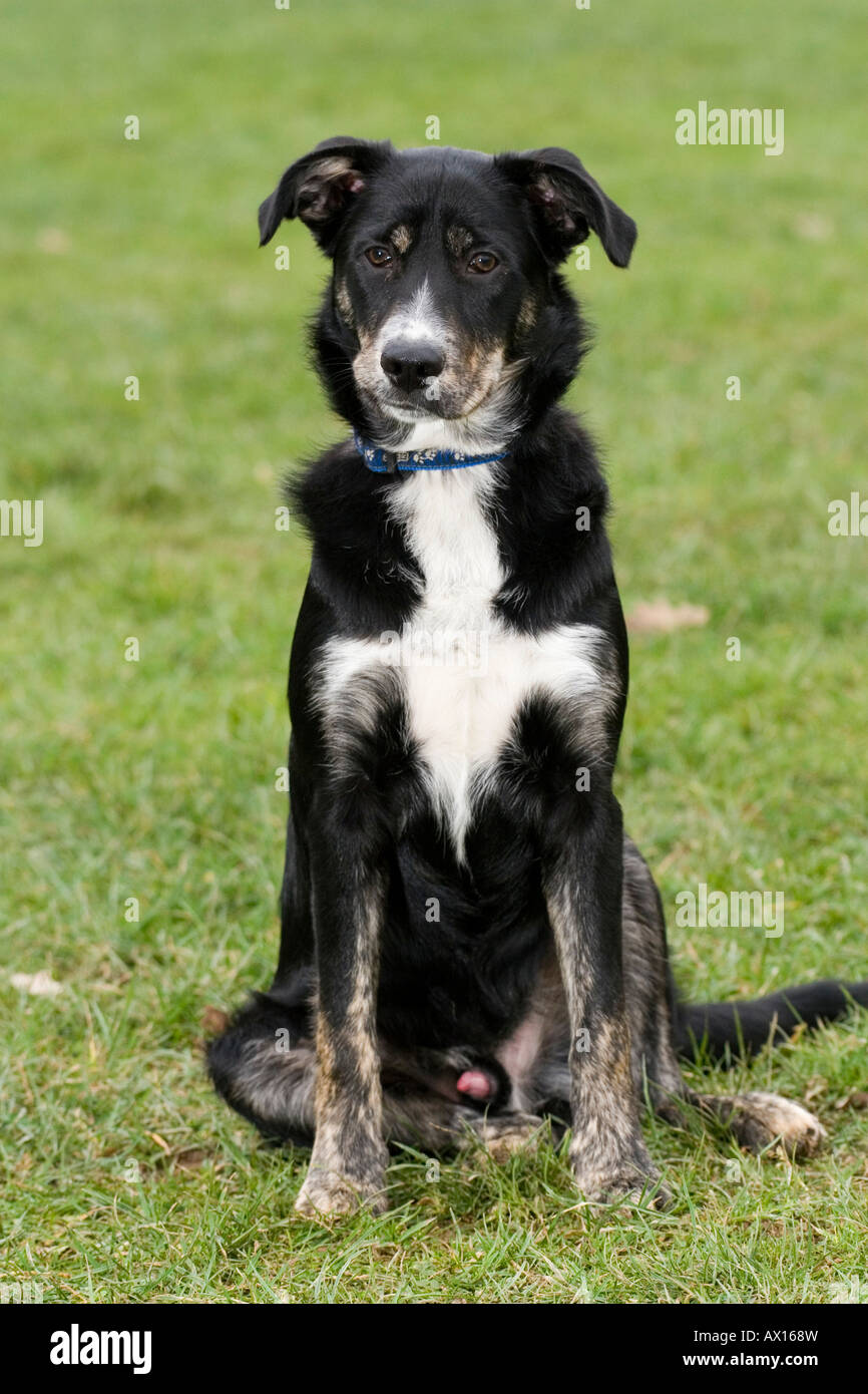 Pastore australiano cane Foto Stock