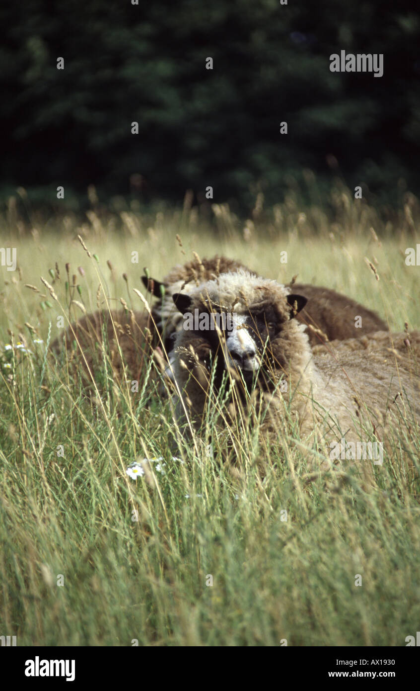 Giacobbe pascolo di ovini in campo Foto Stock