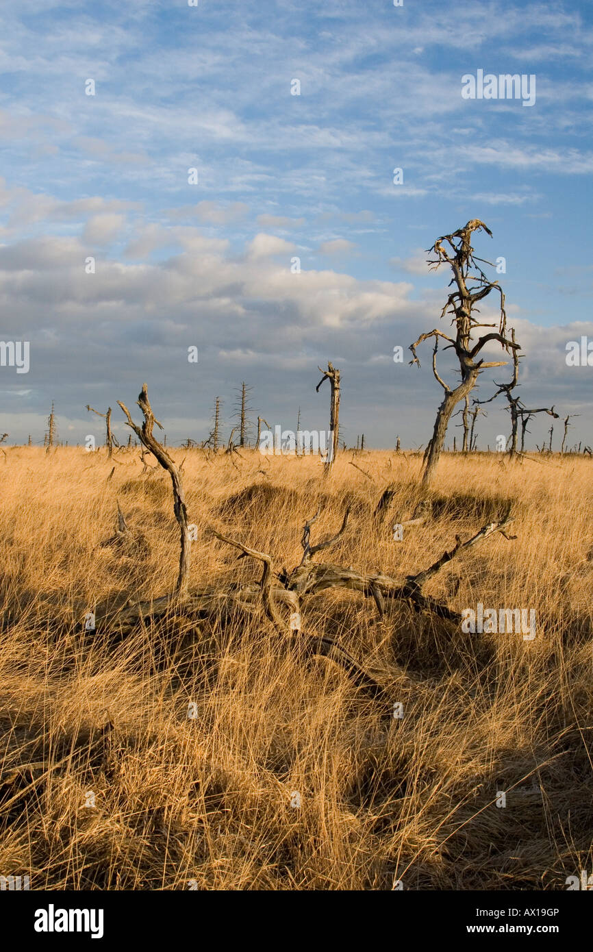 Gli alberi morti, Hautes Fagnes (Hautes Fagnes) Natura Park, Noir Flohay, Belgio, Europa Foto Stock