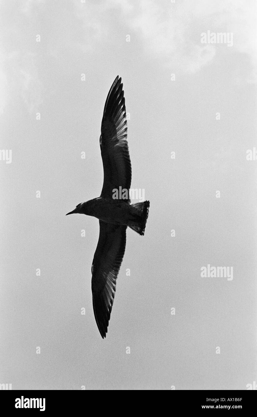 Seagull battenti 1430608 uid Foto Stock