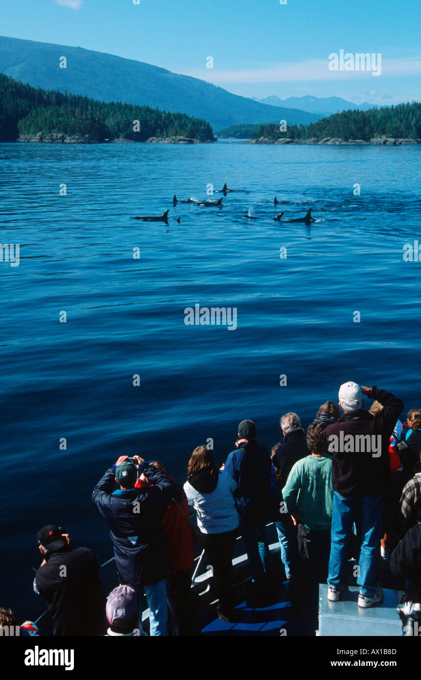 Canada Columbia Britannica Isola di Vancouver Telegraph cove base whale watching da barca M V Lukwa Foto Stock