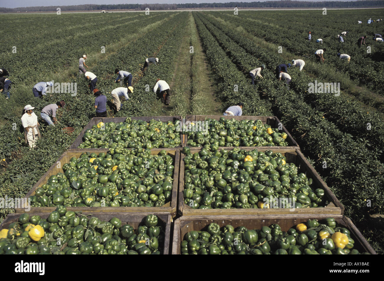 I lavoratori agricoli uid 1428261 Foto Stock